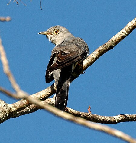 Oriental Cuckoo Maiala.JPG