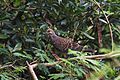Oriental Turtle Dove (32741520204).jpg