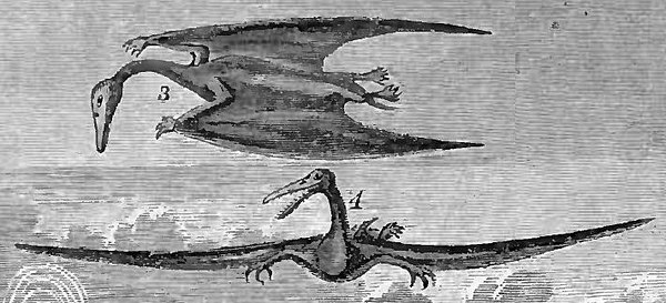 Early illustration of Ornithochirus umbrosus (now Pteranodon), when teeth erroneously were attributed to the species and the crest was unknown, 1872