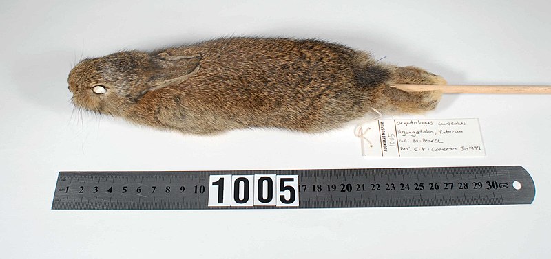 File:Oryctolagus cuniculus (AM LM1005).jpg