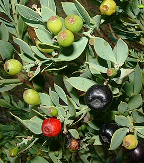 <i>Osyris compressa</i> A species of flowering plant in the mistletoe family Santalaceae