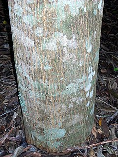 <i>Owenia cepiodora</i> Species of tree