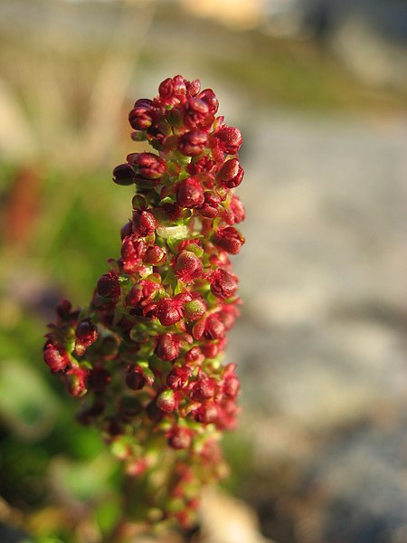 File:Oxyria digyna close-up upernavik 207-07-06.jpg