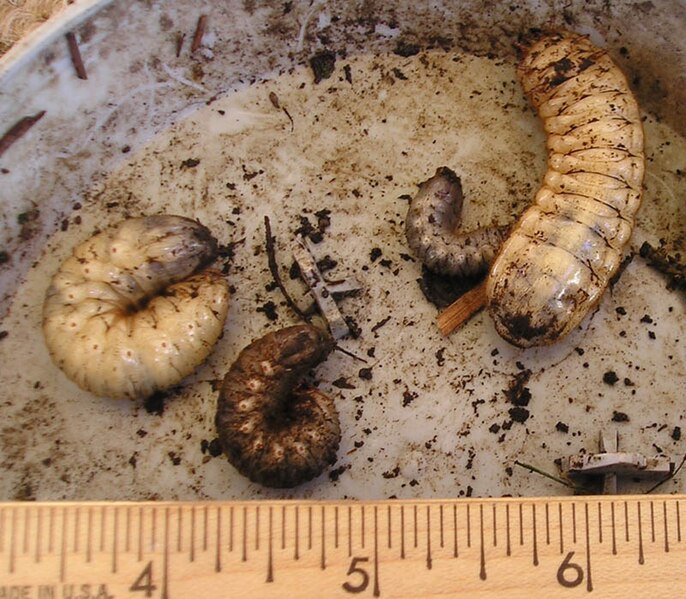 File:PC180002JuneBeetleLarvae wb.jpg