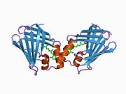 PDB 1cbr EBI.jpg