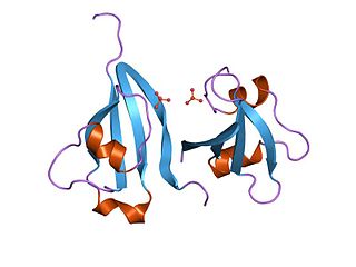 <span class="mw-page-title-main">Cyclin-dependent kinase regulatory subunit family</span>