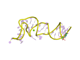 <span class="mw-page-title-main">Coronavirus 3′ stem-loop II-like motif (s2m)</span>