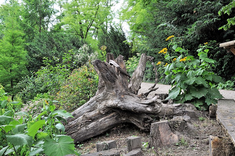 File:PL-PK Bolestraszyce, arboretum 2011-06-16--13-28-08-062.jpg