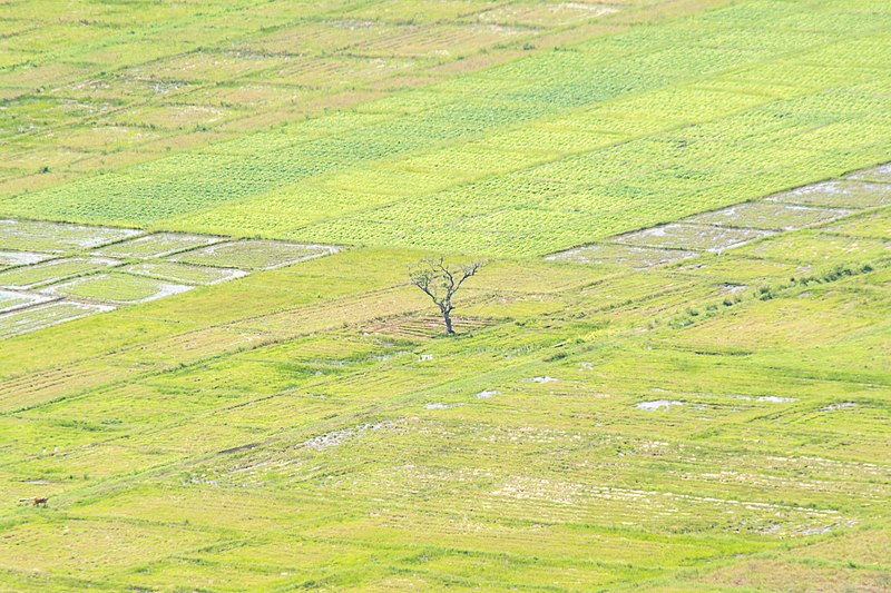 File:Paddy fields sri lanka.jpg