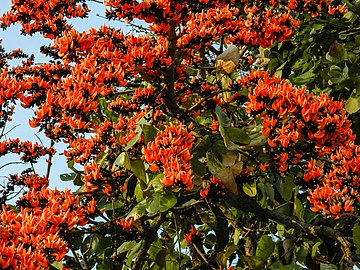 360px-Palash_Tree.jpg