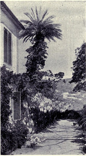 File:Palm Tree and Wistaria - Quinta da Levada, MON 1909.jpg