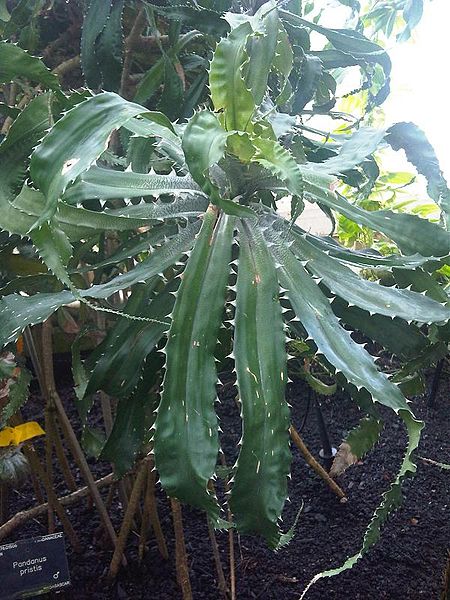 File:Pandanales - Pandanus pristis - kew 1.jpg