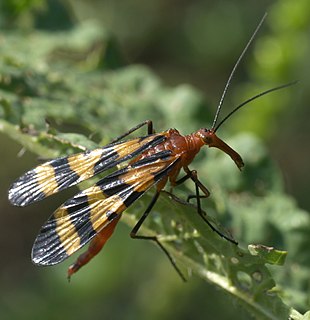 <i>Panorpa nuptialis</i> Species of insect