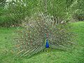 Paon bleu faisant la roue - peacock.JPG