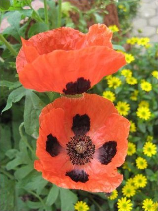 <i>Papaver commutatum</i> Species of plant