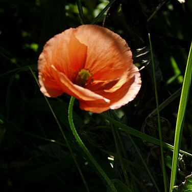 Papaver dubium5.jpg