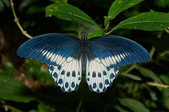 Papilio polymnestor (Blue Mormon)