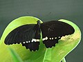 Papilio polytes common (Linnaeus, 1758)