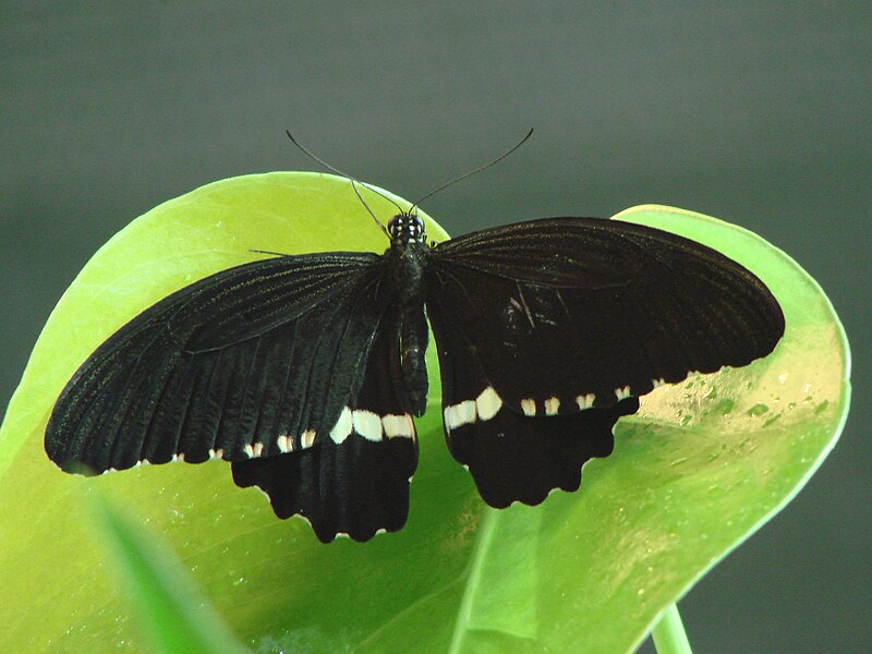 File:Papilio polytes (Wroclaw zoo)-1.JPG