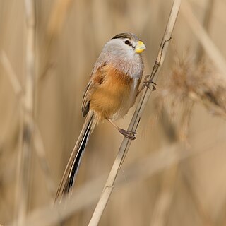 <span class="mw-page-title-main">Reed parrotbill</span> Species of bird