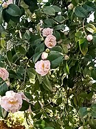 Camélia en fleurs