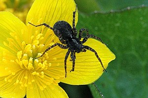 Garden wolf spider (Pardosa hortensis), female