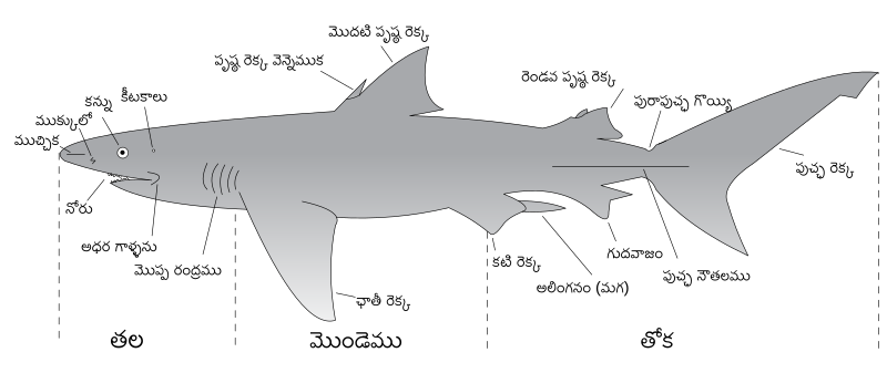 File:Parts of a shark-te.svg