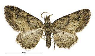 <i>Pasiphila charybdis</i> Species of moth