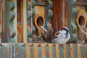 Passer domesticus -male outside nest.jpg