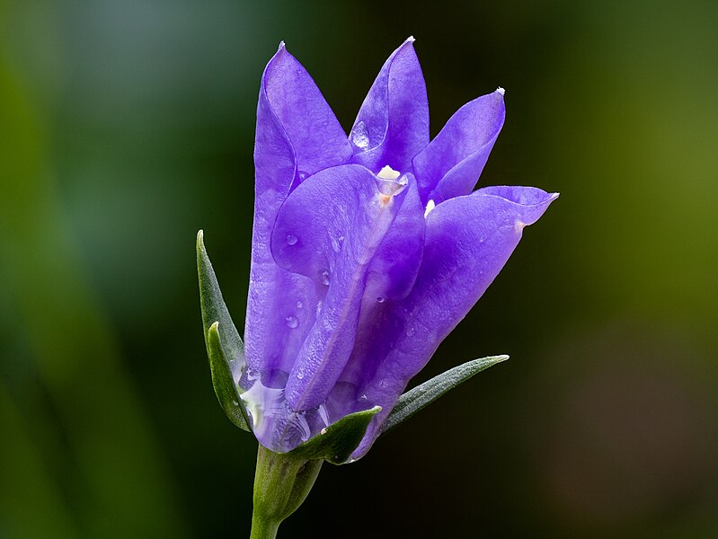 File:Peach-leaved bellflower.jpg