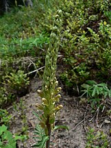 Pedicularis bracteosa