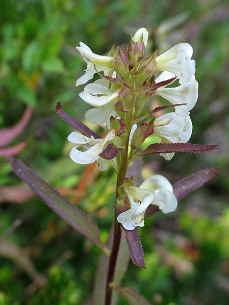 File:Pedicularis racemosa (15220813032).jpg