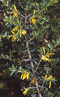 <i>Persoonia asperula</i> Species of flowering plant