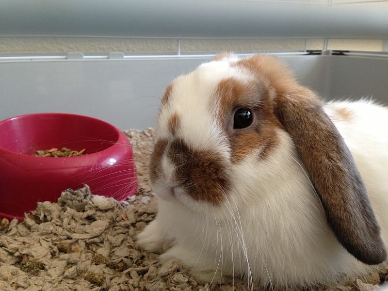 File:Pet Bunny 5 2013-08-22.jpg