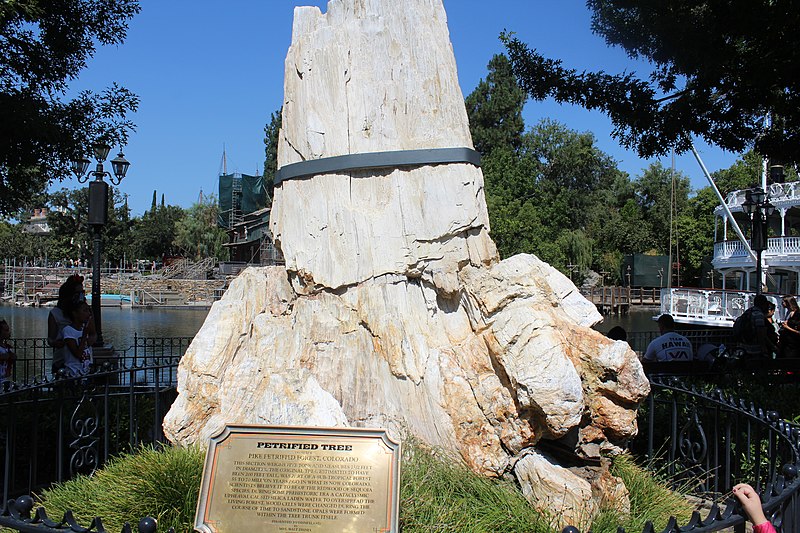 File:Petrified Tree (28804175795).jpg