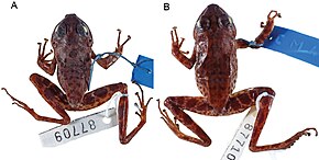 Description de l'image Petropedetes johnstoni (10.3897-zookeys.765.24764) Figure 1.jpg.