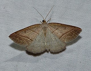 <i>Petrophora subaequaria</i> Species of moth