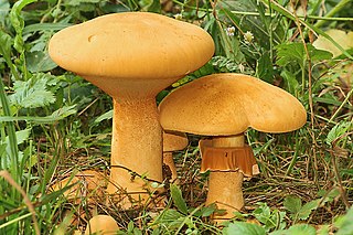 <i>Phaeolepiota</i> Genus of fungi