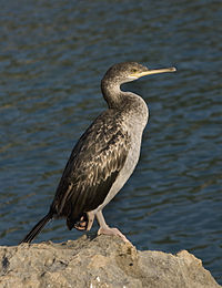 European shag, a small population breeds on sea cliffs. Phalacrocorax aristotelis desmarestii.jpg