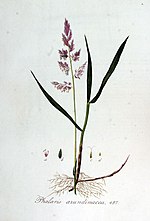 Vignette pour Phalaris arundinacea