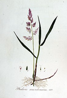 Phalaris arundinacea — Flora Batava — Volume v7.jpg