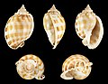 * Nomination Shell of a Banded Bonnet, Phalium bandatum bandatum --Llez 04:38, 1 August 2017 (UTC) * Promotion Good quality. -- Johann Jaritz 04:44, 1 August 2017 (UTC)