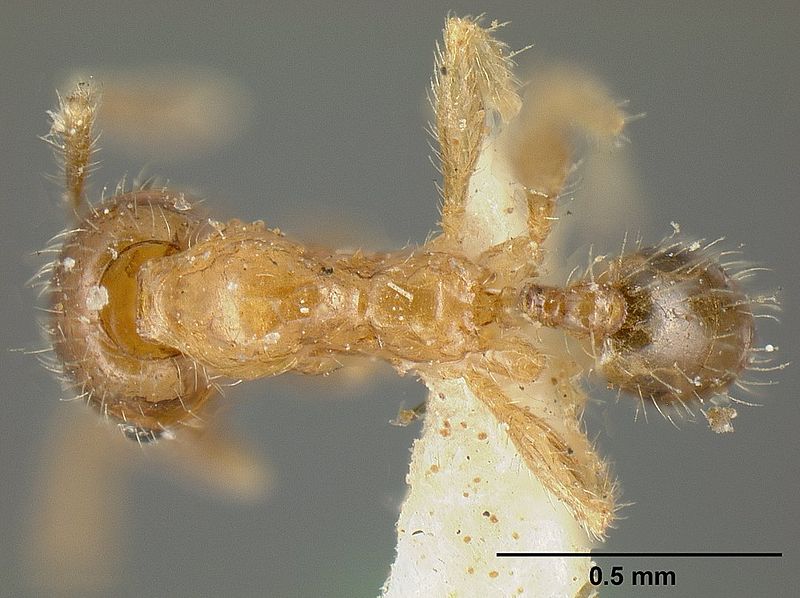 File:Pheidole subarmata casent0601269 dorsal 1.jpg