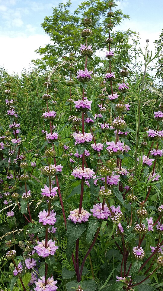 Зопник клубненосный фото. Зопник клубневой. Зопник клубненосный трава. Phlomis tuberosa. Зопник колючий.