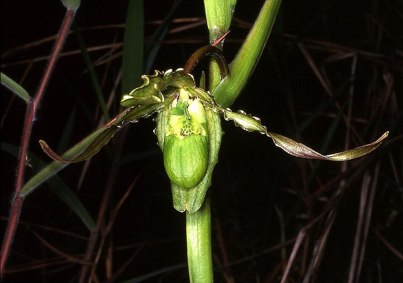 File:Phragmipedium czerwiakowianum Orchi 01.jpg