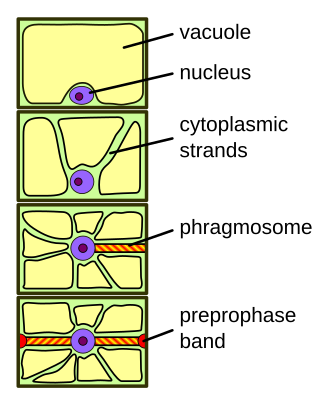 <span class="mw-page-title-main">Phragmosome</span>