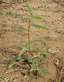 Phyllanthus Niruri Wikipedia La Enciclopedia Libre