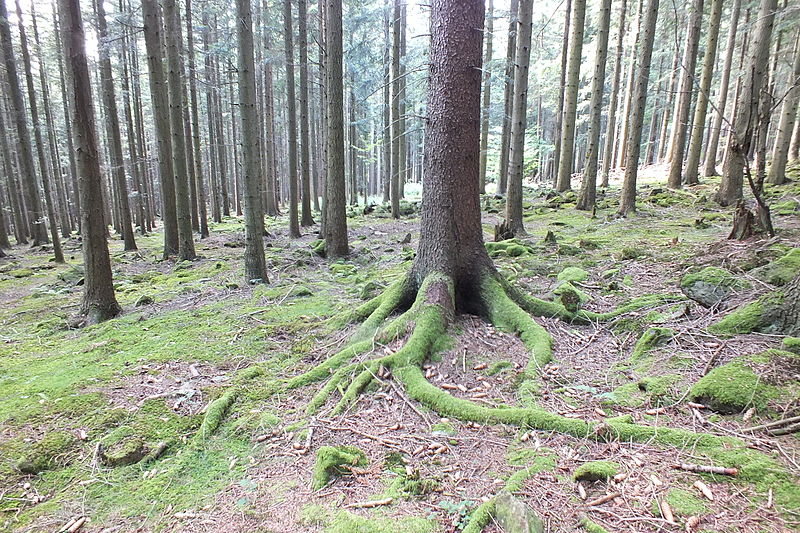 File:Picea roots with moss 2.jpg