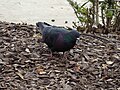 Pigeon Looking For Food