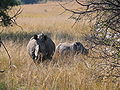 Dos rinocerontes.